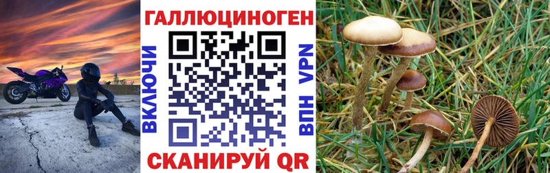Галлюциногенные грибы Psilocybe  OMG tor  Махачкала 